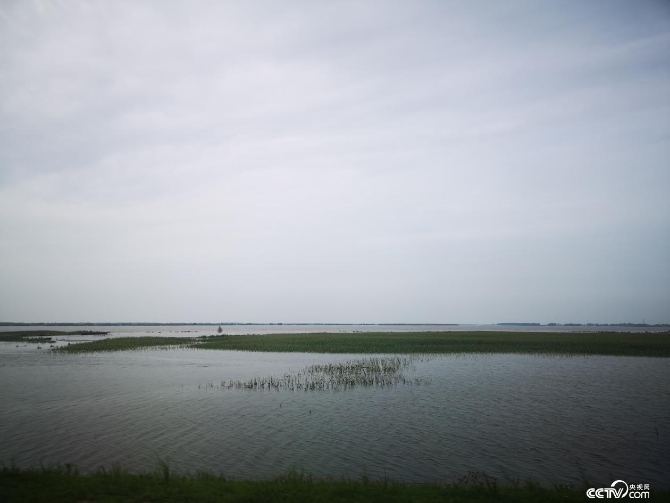 黑龍江邊的玉米被淹沒（何川 攝）