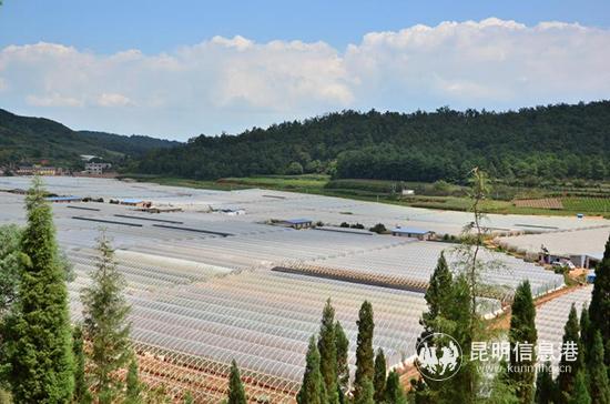 黑蕎母社區(qū)里的鮮花大棚