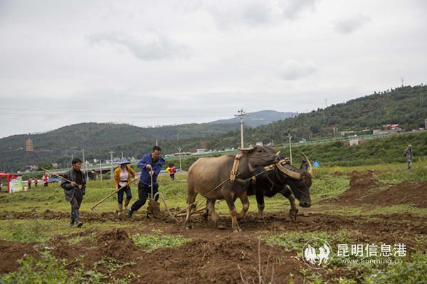 3、不一樣的農(nóng)耕體驗(yàn)。