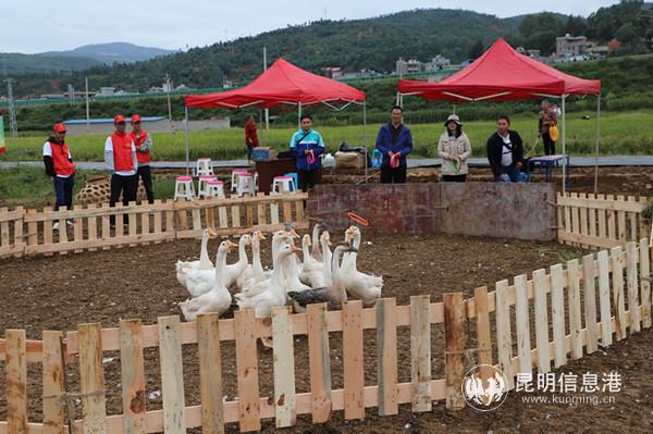 5 套鵝游戲妙趣橫生。