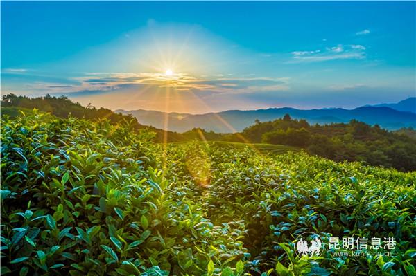 2勐海茶山風(fēng)光。供圖