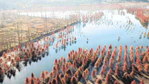 滇源街道甸尾村水杉濕地籠罩在一片飄渺水霧中，這片濕地位于滇池上游、昆明松華壩水源保護(hù)區(qū)內(nèi)。記者趙偉攝