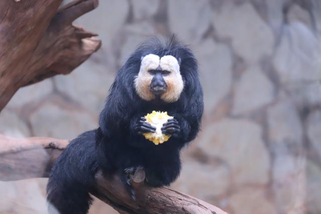 00300933537_43826035 00300933537_43826035