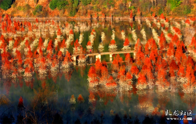 5、盤龍區(qū)美麗的甸尾村水杉濕地。彩龍社區(qū)網(wǎng)友邢晉蘇 攝