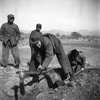 伊莎白·柯魯克在田間工作