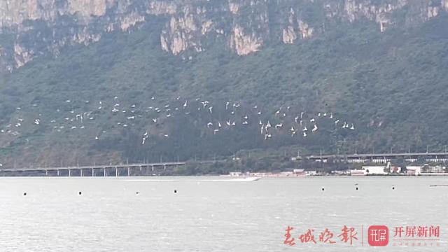 紅嘴鷗先頭部隊抵達滇池