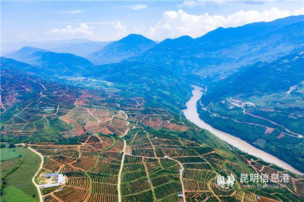 怒江邊上的龍陵基地，成為了褚橙的又一個(gè)“新家”。 （攝影：阿良）