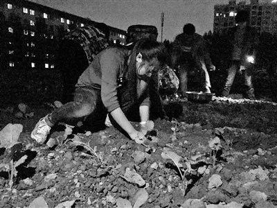  成都下雨，學(xué)生夜里搶種油菜