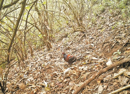 QQ截圖20191017081152