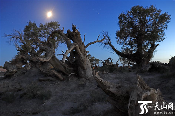 樹梢上的光芒  曹新加攝.png