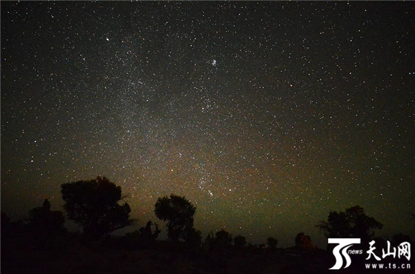 滿天星  牛宏宇攝.png