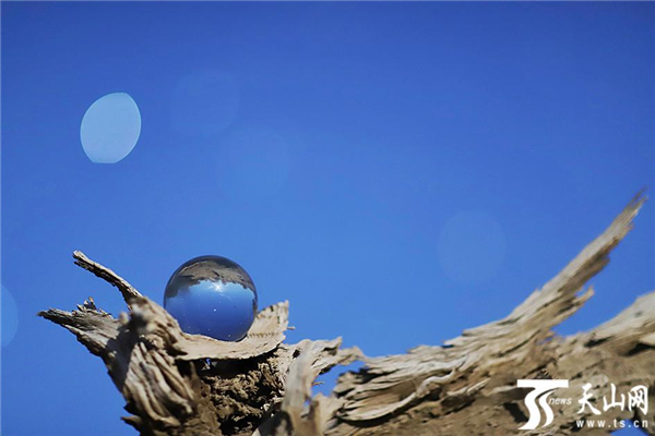 歸巢  王俊峰攝.png