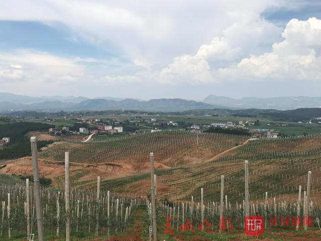 完全不靠天吃飯啦!昭通這個基地種蘋果“種”出了新高度！