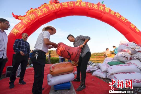 稻谷稱重。　楊華峰 攝