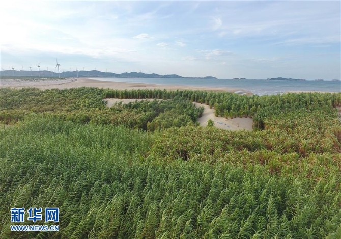 （不忘初心、牢記使命·圖文互動）（2）拳拳寸草心 濃濃報國情——記“菌草之父”林占熺