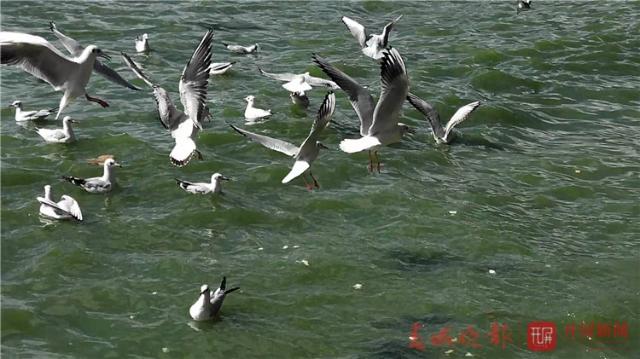 保護(hù)紅嘴鷗