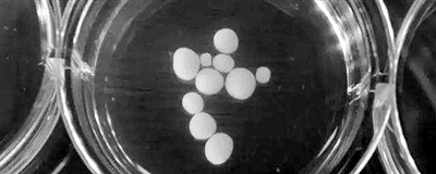 迷你人腦 迷你人腦