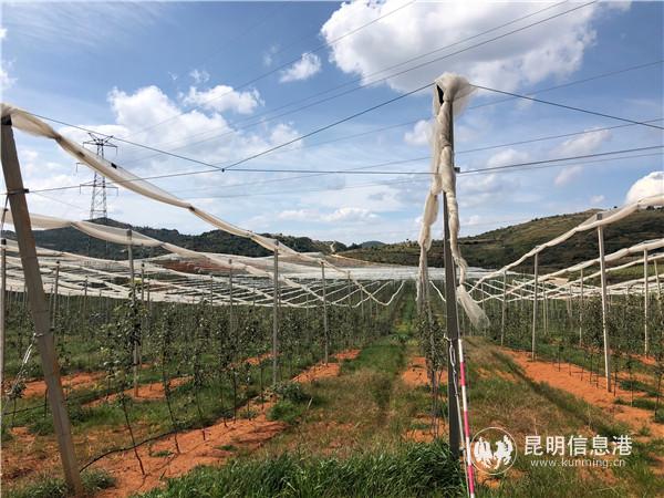 新種植的蘋果正在精心管養(yǎng)下成長(zhǎng)。