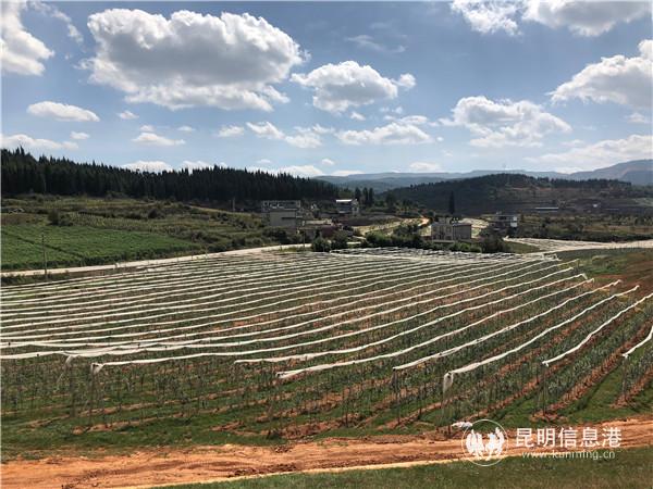 蘋果種植示范園。