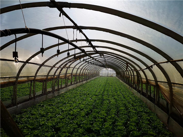 白云社區(qū)的農(nóng)田接受灌溉。