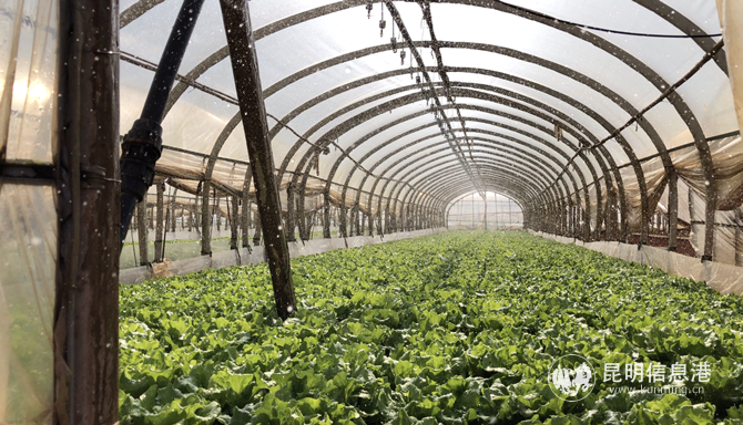 馬金鋪街道白云社區(qū)“農(nóng)田也用上了自來水”。 記者冉光雯攝