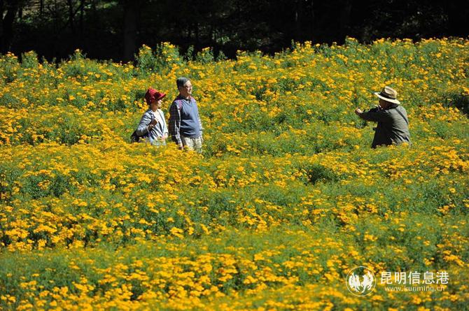 市民在郊野公園賞芳香萬壽菊。 記者楊艷輝攝