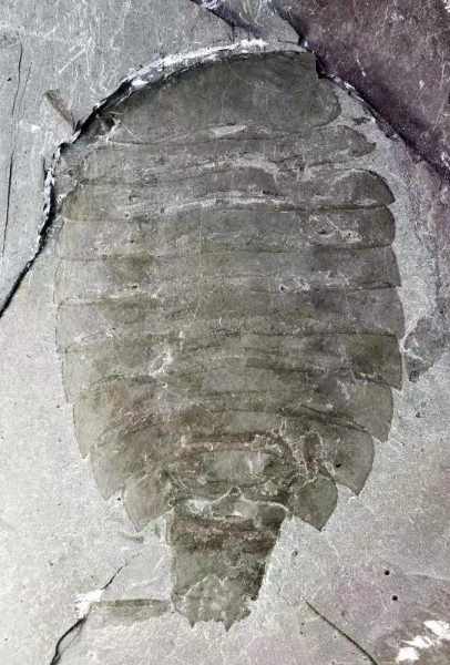 捕獵殺手2 捕獵殺手2