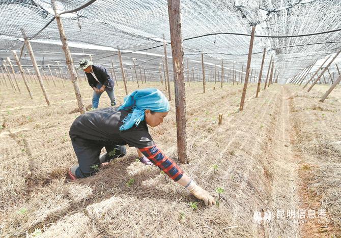 小多姑村三七種植。 記者王俊星攝