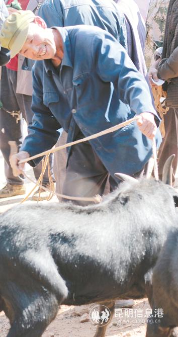 農戶喜領云上黑山羊