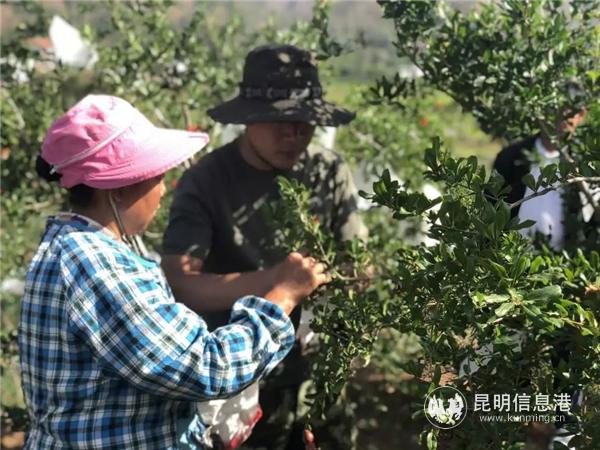 隊員和村民一起打理石榴樹 供圖.webp