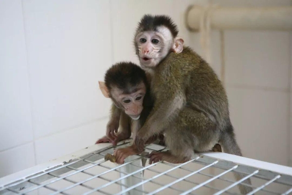 3305990033 3305990033