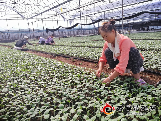 公司員工在基地里給黃瓜苗施肥。