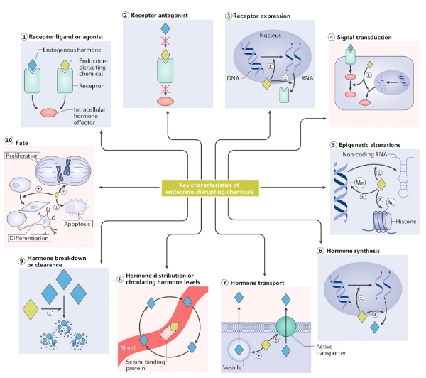 破壞內(nèi)分泌的化學物質(zhì)的關鍵特性。?圖片來源：《自然綜述·內(nèi)分泌學》