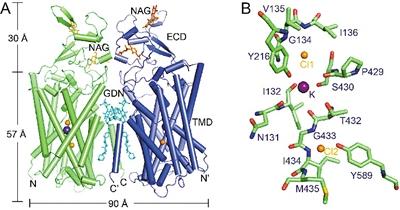 人源KCC1的二聚體結(jié)構(gòu) 人源KCC1的二聚體結(jié)構(gòu)