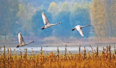 讓黃河成為造福人民的幸福河