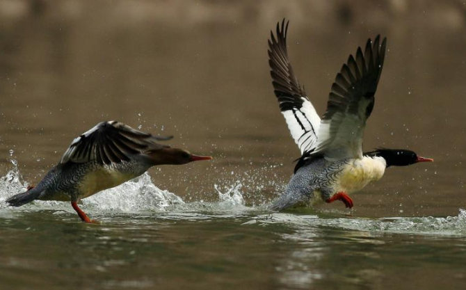 QQ截圖20191116184711