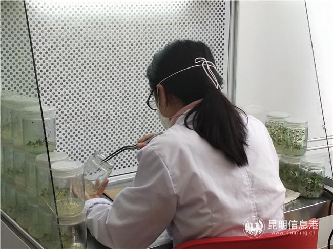 正在育苗 正在育苗