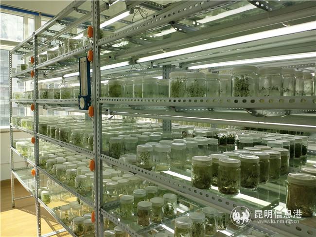 種苗培育 種苗培育