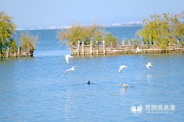 鳥兒在公園內(nèi)嬉戲