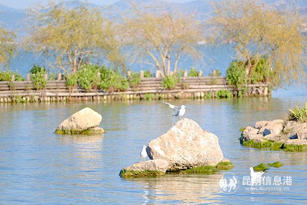濕地公園里的鳥類