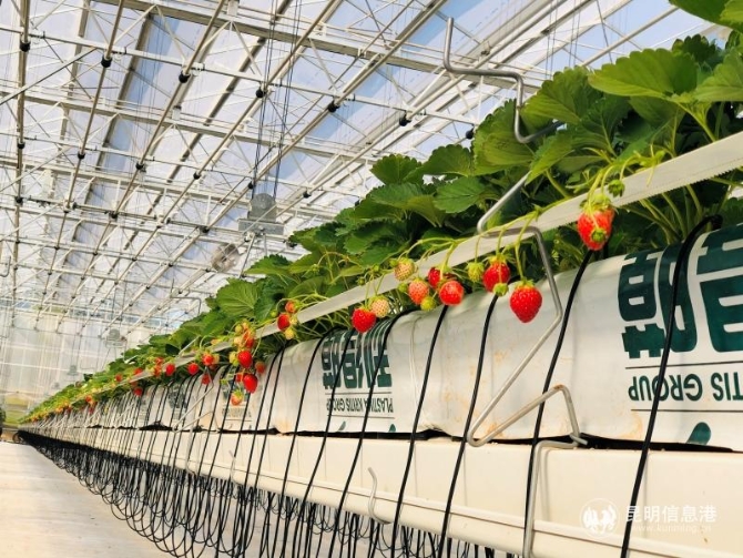 富民冬草莓熟啦！供圖。