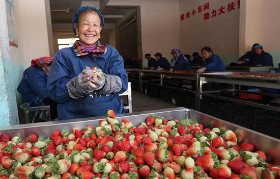 在會澤縣易地扶貧搬遷縣城安置一期項(xiàng)目——木府街片區(qū)安置點(diǎn)，搬遷群眾在家門口的就業(yè)扶貧工廠車間分揀草莓。 記者楊崢 攝