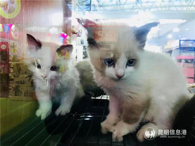 webwxgetmsgimg webwxgetmsgimg