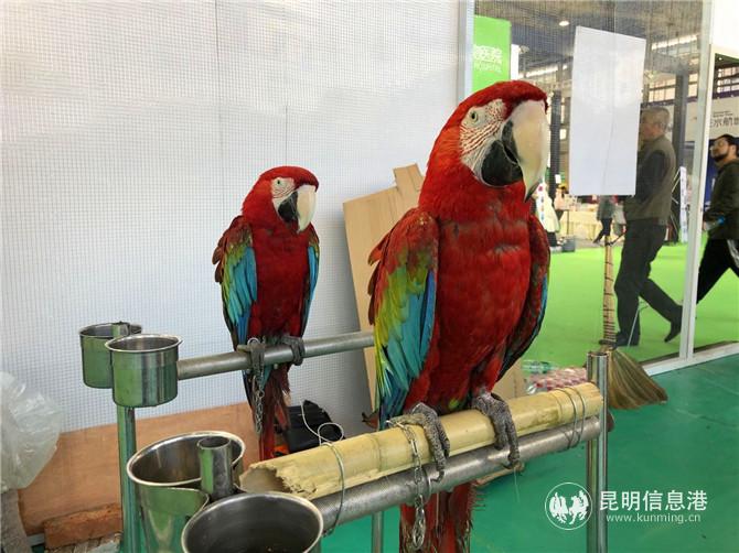 金剛鸚鵡與市民見面。