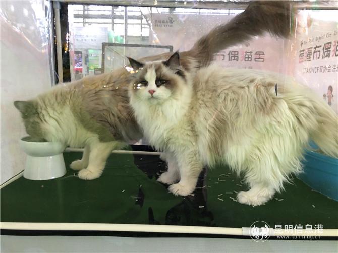 “喵星人”萌態(tài)十足。