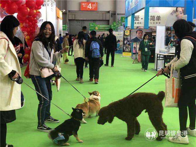 許多市民把愛寵帶到展會(huì)中交流。