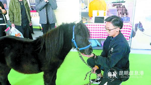 阿根廷法拉貝拉矮馬“小黑黑”。