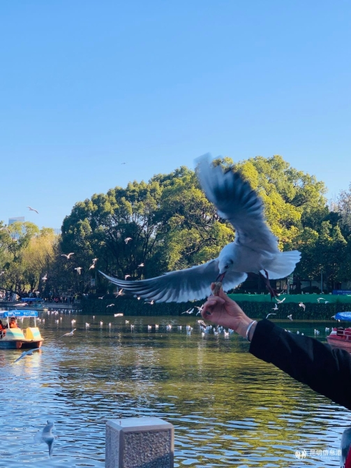 巴基斯坦小伙泰普作品