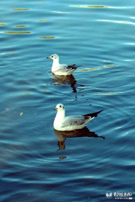 孟加拉國的馬興的作品