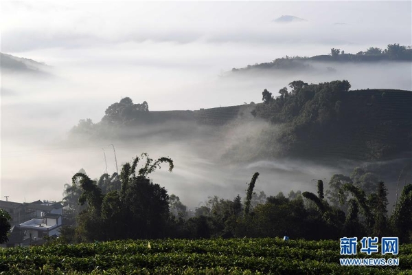 云南思茅2 云南思茅2